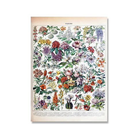 Adolphe Millot Vintage Encyclopedia Prints – Botanical & Insect Wall Art Canvas